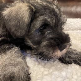 Miniature Schnauzer Puppies from Black Gold Miniature Schnauzers