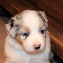 Australian Shepherd Puppies from 4t Aussies
