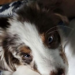 Aussiedoodle and Miniature Australian Shepherd Puppies from Maple Ridge Mini Aussies