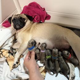 Pug All Grown Up from Suleima Hernandez