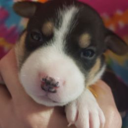 Lady - Black tan and white female Rat Terrier puppy in Conroe, Texas from Mysthaven Rat Terriers