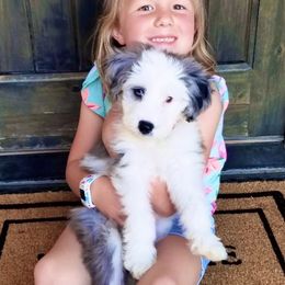 Aussiedoodle Puppies from Ellum Branch Aussiedoodles