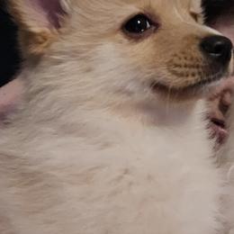 Pomsky Puppies from Bobbie Shurtz