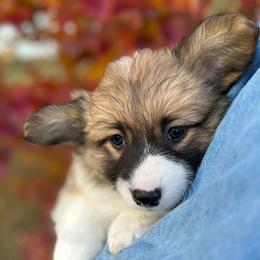 Chestnut - Sable male Pembroke Welsh Corgi puppy in Lima, New York from Hickory Springs Corgis