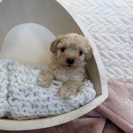 Havapoo Puppies from Snuggle Buddies
