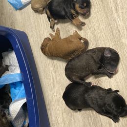 Schnoodle Puppies from Noodle Tings Puppies