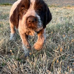 Lolo-(America) - Brown and gray female Wirehaired Pointing Griffon puppy in Grangeville, Idaho from Happy Hollow Griffons