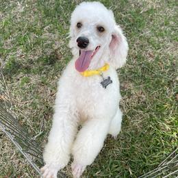 Hans - Poodle