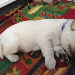 Labrador Retriever Puppies from Rim Country Labradors