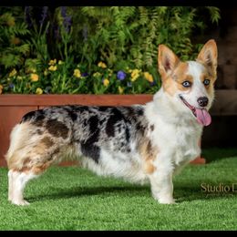 Angel - American Corgi