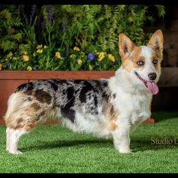 Angel - American Corgi