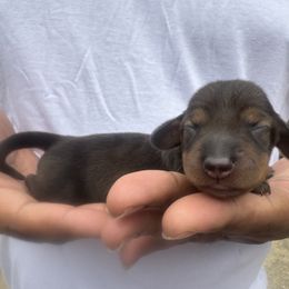 Donner - Wild boar female Dachshund puppy in Tampa, Florida from EntityDachs
