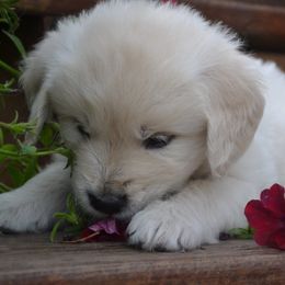 Golden Retriever Puppies from Starbrite Golden Retrievers