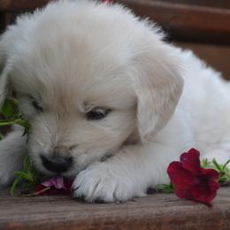 Golden Retriever Puppies from Starbrite Golden Retrievers