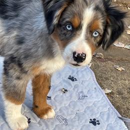 Male 1 - Blue merle male Miniature Australian Shepherd puppy in Redding, California from Lavish Luxuries Mini and Toy Australian Shepherds