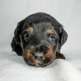 Cheddar - Black tri-color female Aussiedoodle puppy in Sharpsburg, Georgia from Steindoodles