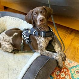 Spruce - Liver roan male German Shorthaired Pointer puppy in Penn Valley, California from Finnan's Ranch German Shorthaired Pointers