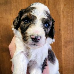 Bryan Adams - Merle male Bernedoodle puppy in Pollock Pines, California from Ten Acre Wood Doodles