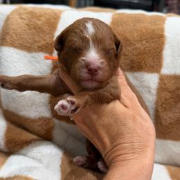 Fanta - Red  female Goldendoodle puppy in Macon County, North Carolina from Mountain Doodles