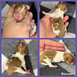 Rumi - Cream sable parti female Pomeranian puppy in Saint Ignatius, Montana from Pomeranians Montana