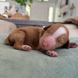 Reef - Red  male Goldendoodle puppy in Brooksville, Florida from Abby’s Standard Goldendoodles