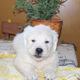 Golden Retriever Puppies from Fiddle In Gold Retrievers