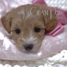 Maltipoo puppies from GlamPaw Maltipoos