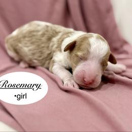 Rosemary - Parti female Goldendoodle puppy in Jackson, Mississippi from T.M. Poodles & Doodles