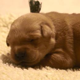 Boy 3 - male Working Dog Cross puppy in Ball Ground, Georgia from Coswald's