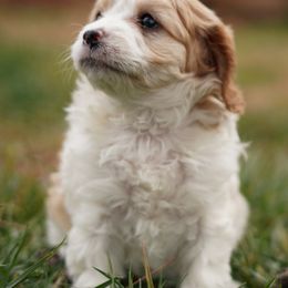 Assorted Doodle Crosses, Bichon Frise, Cavapoo, Goldendoodle, Labradoodle, and Schnoodle Puppies from Kingdom Bound By Design