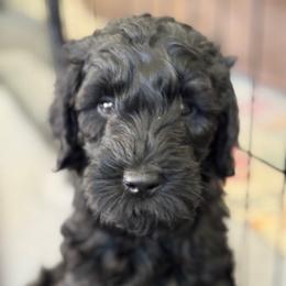 Goldendoodle Puppies from Wrigley's Doodles