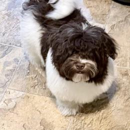 Mister - Chocolate male Havanese puppy in Wappapello, Missouri from Titanium Havanese LLC