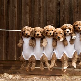 Cavapoo and Goldendoodle Puppies from Regal Doodles
