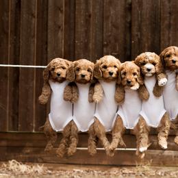 Cavapoo and Goldendoodle Puppies from Regal Doodles
