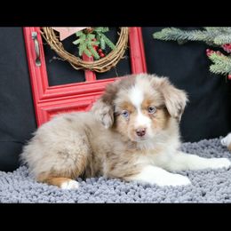 David - Red merle male Miniature Australian Shepherd puppy in Granbury, Texas from Texas Miniature Aussies