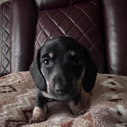 Grey Boy - Black and tan male Dachshund puppy in Waukegan, Illinois from Rolling and Howling Basset Hounds and Dachshunds