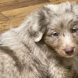 Australian Shepherd Puppies from Elliott’s Aussies