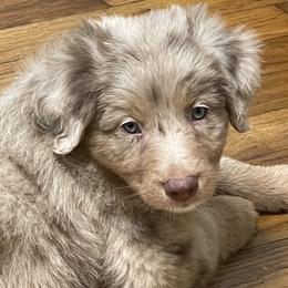 Australian Shepherd Puppies from Elliott’s Aussies