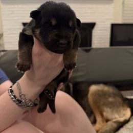 Boy 1 - Bi-color male German Shepherd puppy in Murrieta, California from Von Plateau