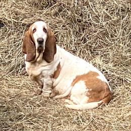 Gemma - Basset Hound