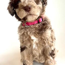 Honey - Merle female Goldendoodle puppy in Pulaski, Tennessee from Doodle My Heart