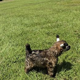 Ayla Long Star Angel - Brown female Chinese Crested puppy in Amarillo, Texas from Victoria's Chinese Cresteds Long Star Angels