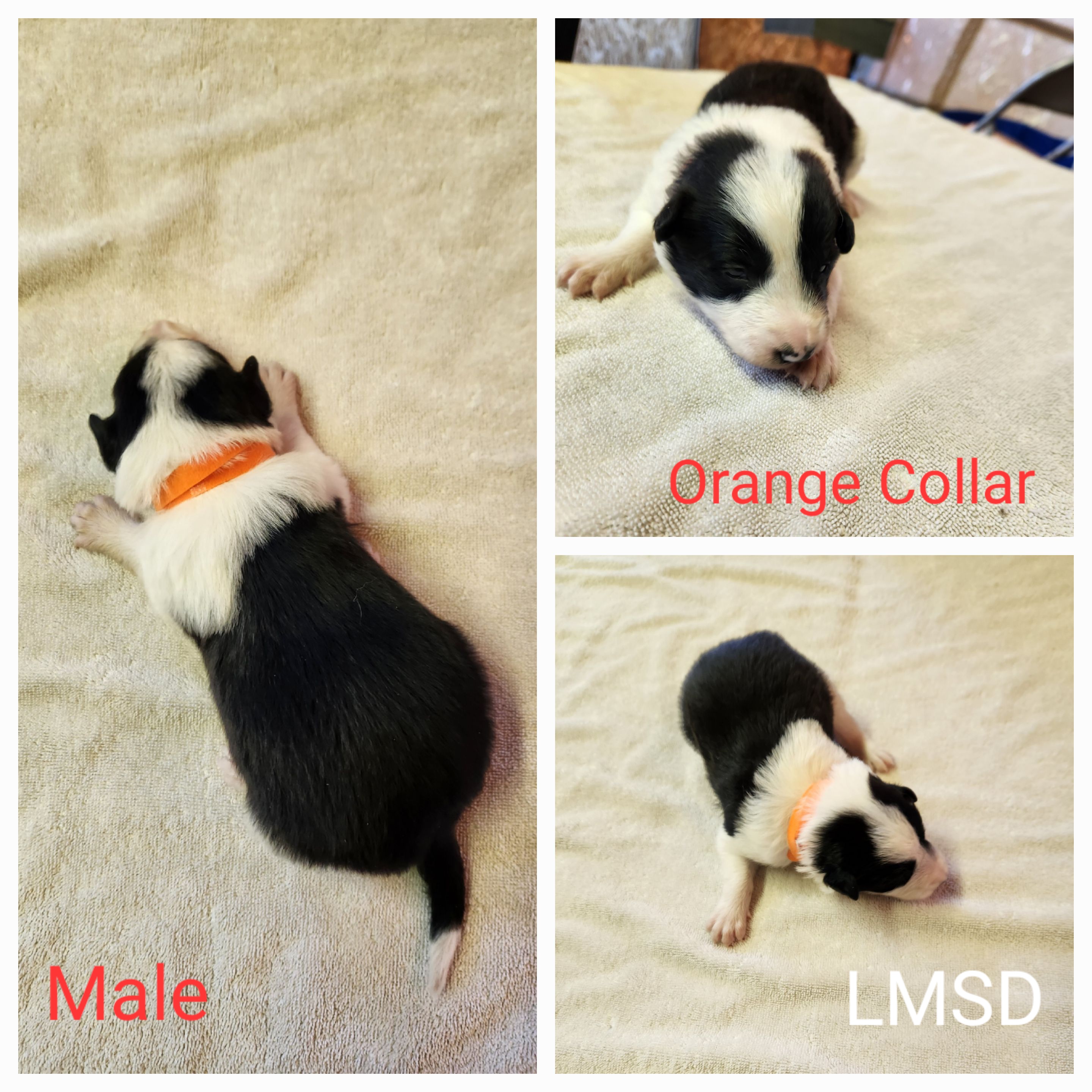 Boy 1 - Border Collie puppy in Idaho from Lacy Mountain Stockdogs