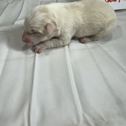 M1 - White and gold male Border Collie puppy in Meridian, Mississippi from Border Hollow Border Collies