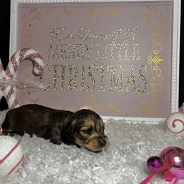 Tiny red - Red female Dachshund puppy in Crestview, Florida from Neverending Dachies