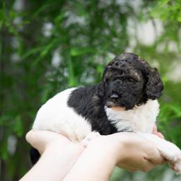 Sable Parti Female - Parti female Poodle puppy in Jacksonville, Florida from Lolo’s Aussiedoodle