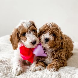 Cavapoo and Goldendoodle Puppies from Lake Cumberland Doodle Farm