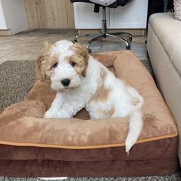 Millie - Parti female Goldendoodle puppy in Sugarcreek, Ohio from True Hearted Doodles