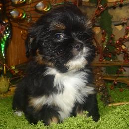AKC LILETH - Black and tan female Lhasa Apso puppy in Fort Washington, Maryland from GyanGanj Lhasa Apso