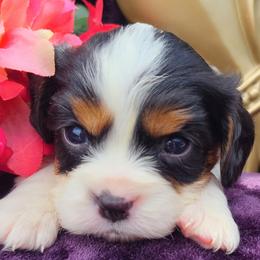 PRINCE LEO - Tri-color male Cavalier King Charles Spaniel puppy in Antlers, Oklahoma from Stephenson Celtic Cavaliers